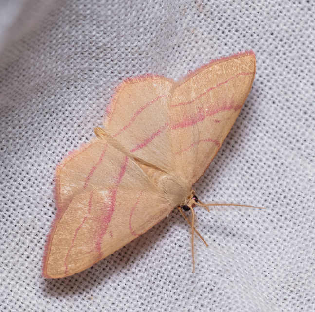 Rhodostrophia vibicaria - pirosszélű araszoló