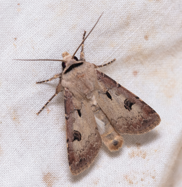 Agrotis exclamationis - felkiáltójeles földibagoly