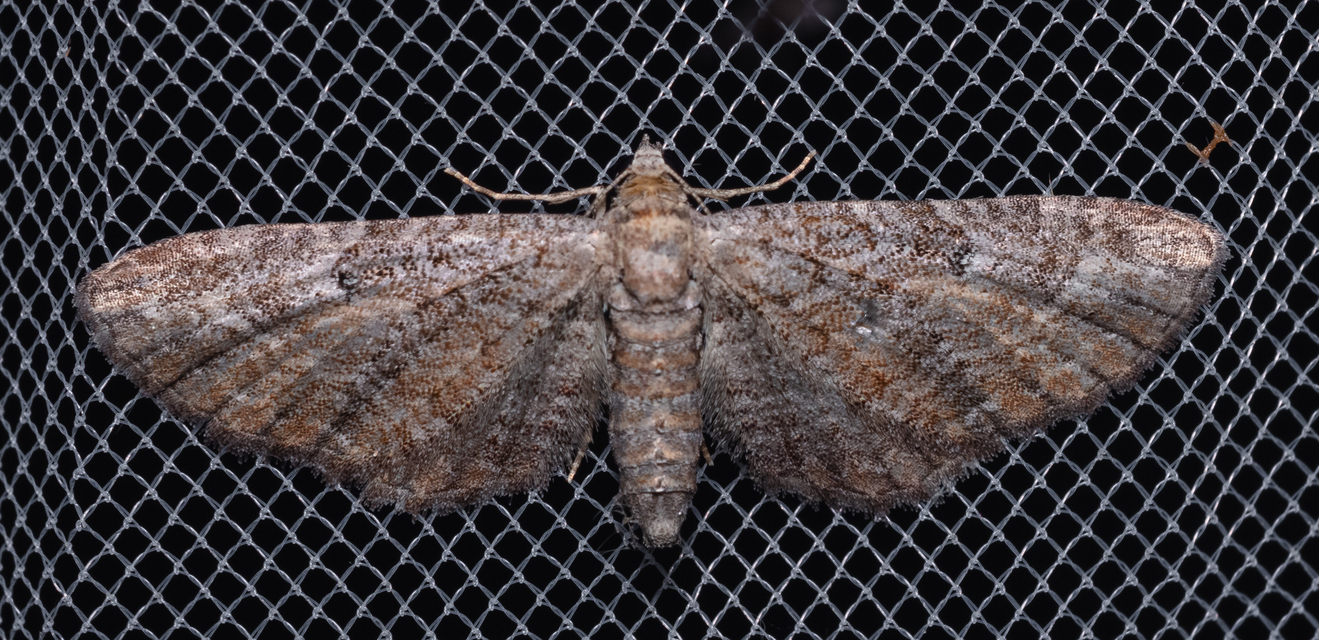 Eupithecia millefoliata - cickafark-törpearaszoló