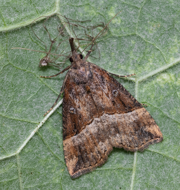Hypena rostralis - közönséges karcsúbagoly