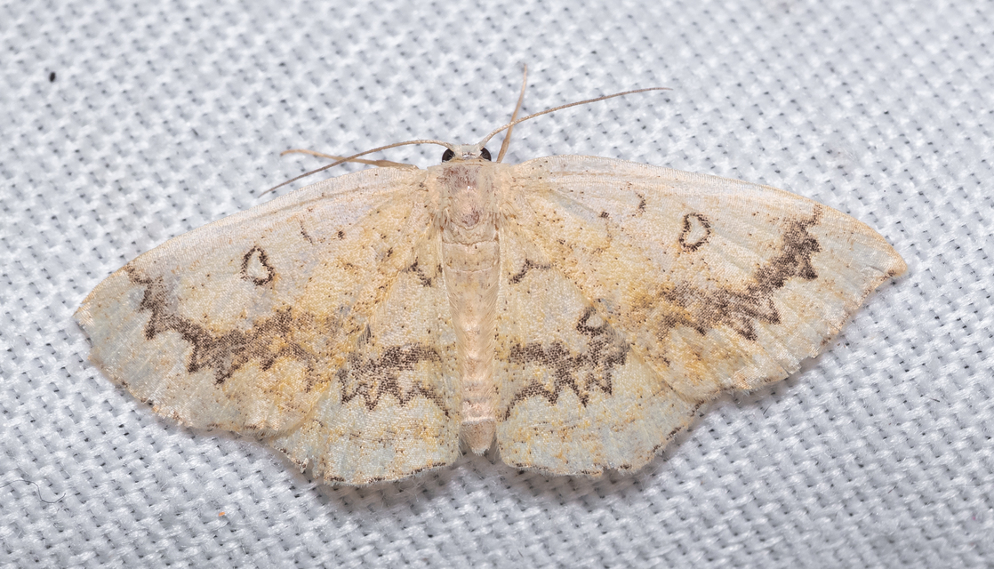 Cyclophora annularia - gyűrűs pettyesaraszoló