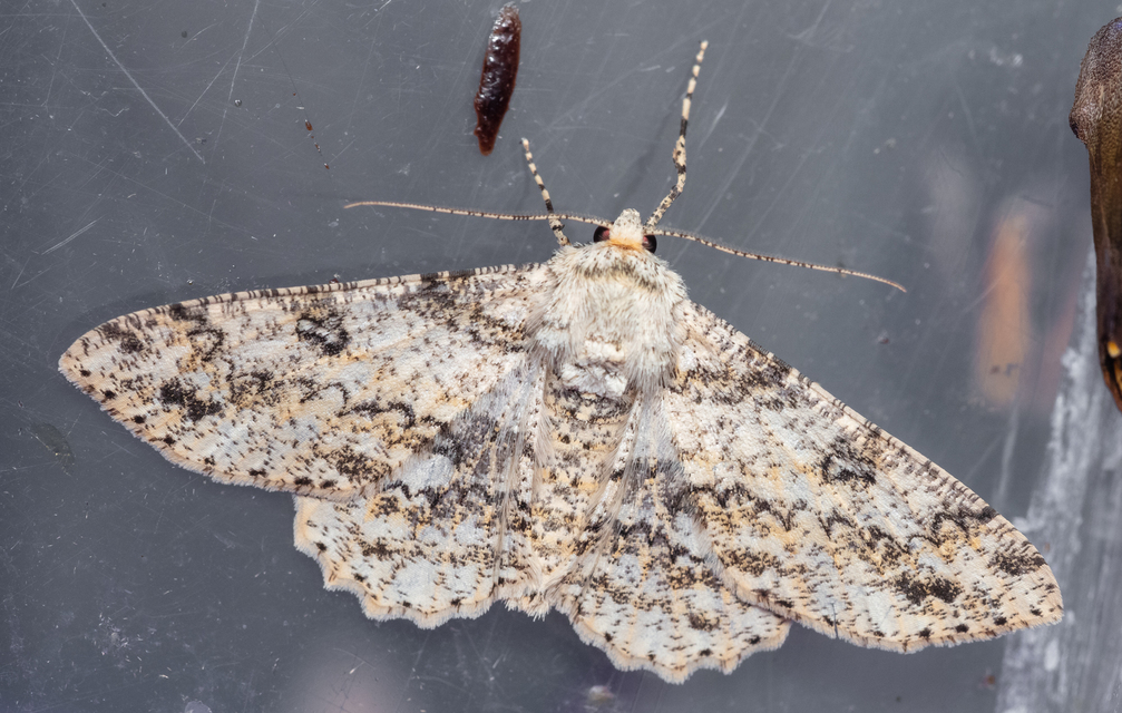Ascotis selenaria - holdas faaraszoló