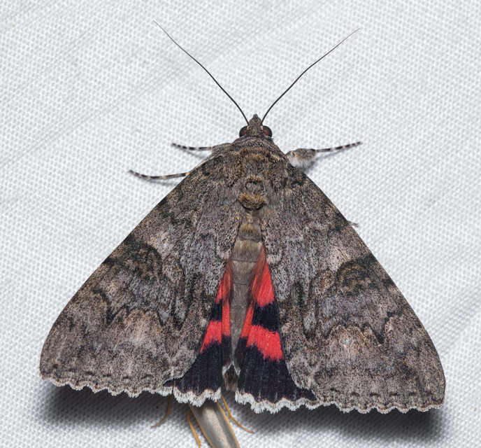 Catocala nupta - piros övesbagoly