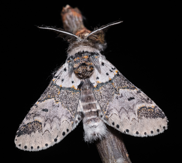 Furcula furcula - szürke púposszövő