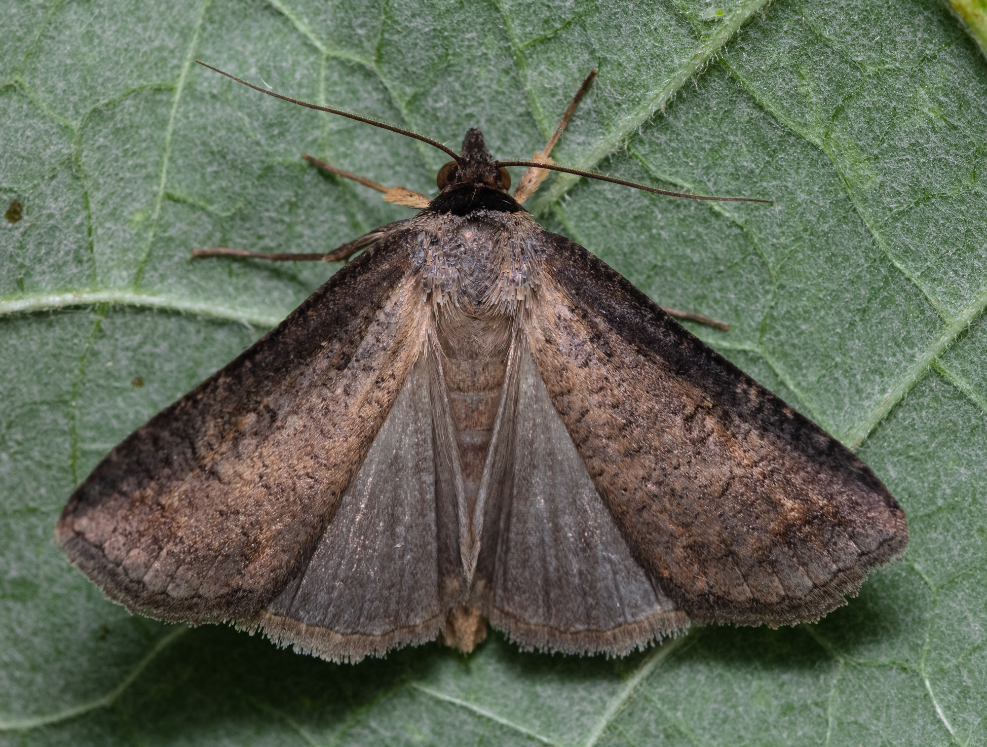 Lygephila procax - fekete csüdfűbagoly