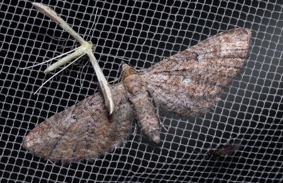 Eupithecia millefoliata - cickafark-törpearaszoló