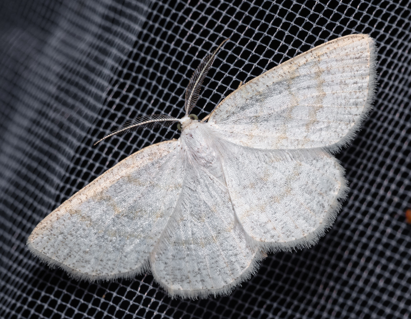 Cabera exanthemata - pettyes égeraraszoló