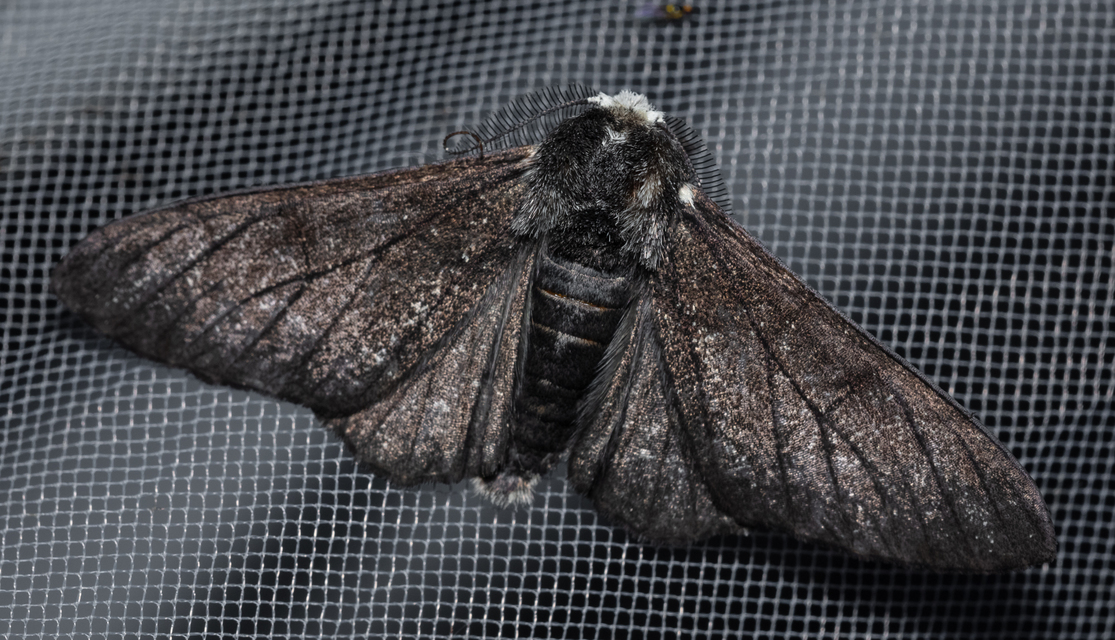 Biston betularia - szürkepettyes araszoló