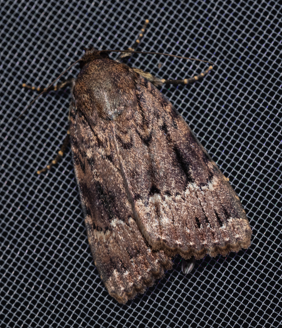 Amphipyra berbera/pyramidea