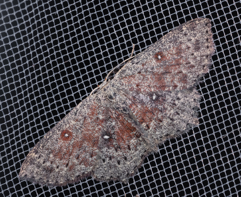 Cyclophora pendularia - fűzfa-pettyesaraszoló