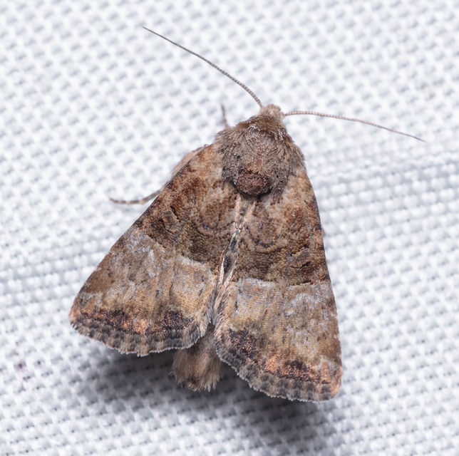 Mesoligia furuncula - kétszínű dudvabagoly