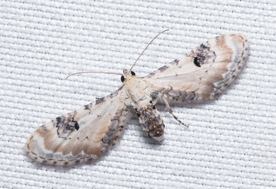 Eupithecia centaureata - búzavirág-törpearaszoló