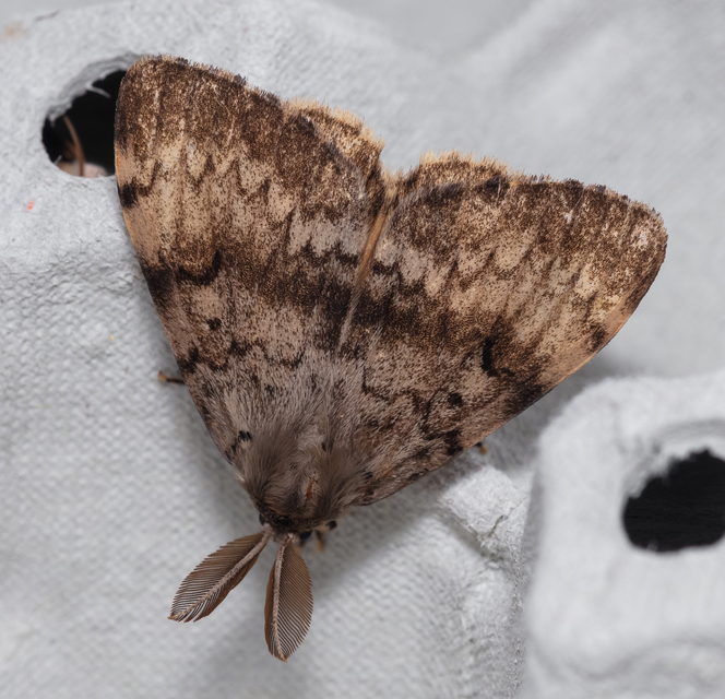 Lymantria dispar - gyapjaslepke