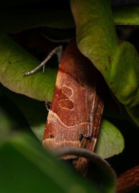 Noctua fimbriata - szélessávú sárgafűbagoly