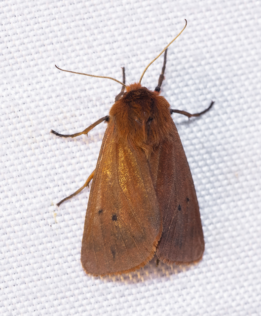 Phragmatobia fuliginosa - füstös medvelepke