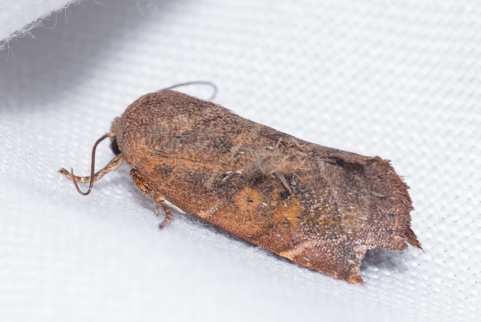 Cosmia affinis - barna lombbagoly