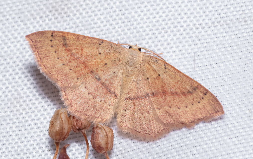 Cyclophora linearia - vonalas pettyesaraszoló