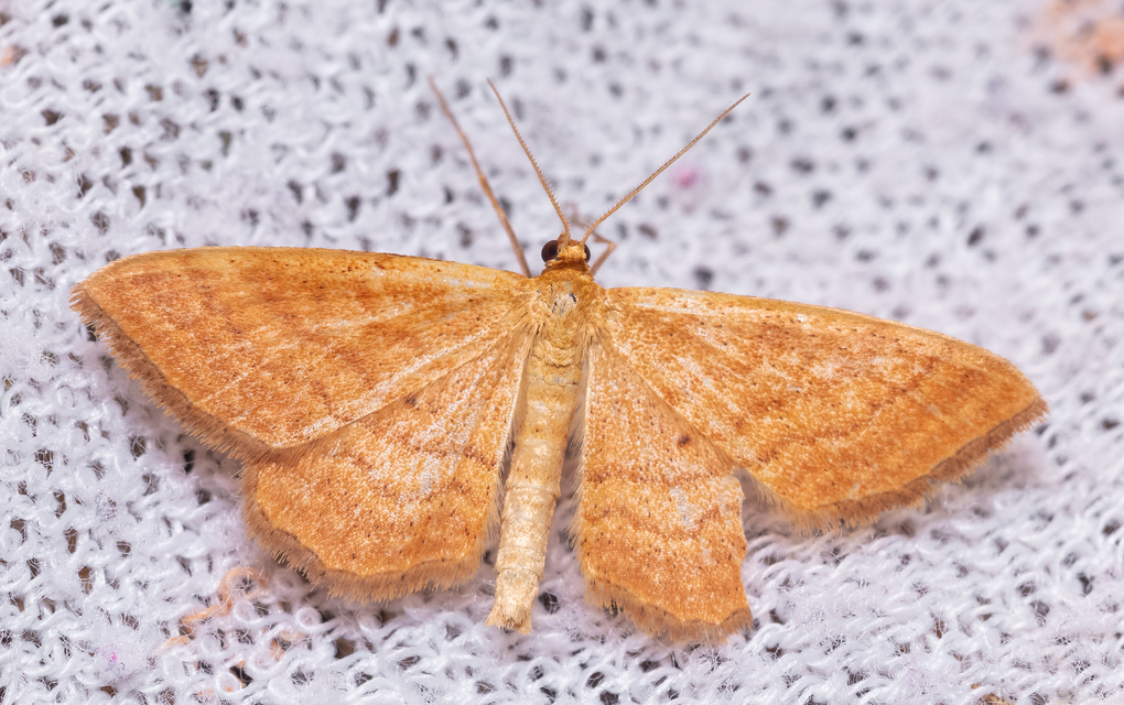 Idaea ochrata - okkerszínű sávosaraszoló