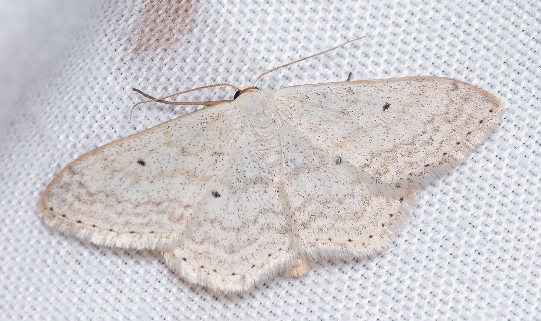 Scopula incanata - hamvas sávosaraszoló