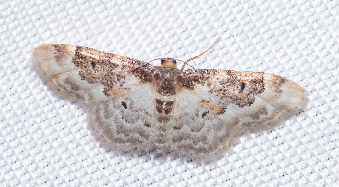Idaea rusticata - tarka apróaraszoló