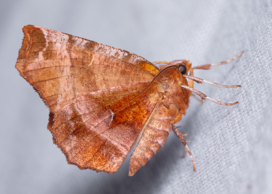 Selenia dentaria - kétfoltos holdasaraszoló