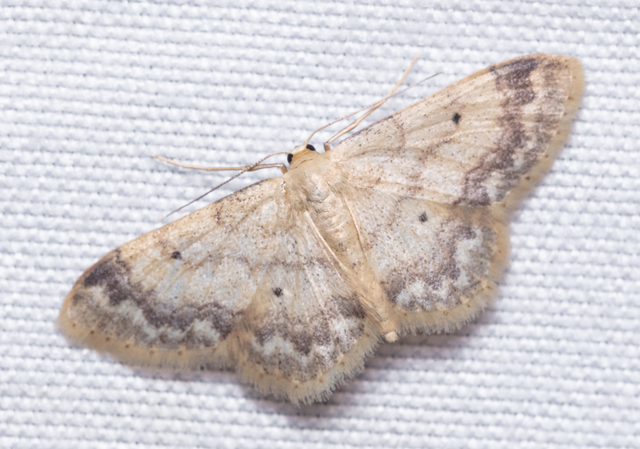 Idaea biselata - mocsári sávosaraszoló