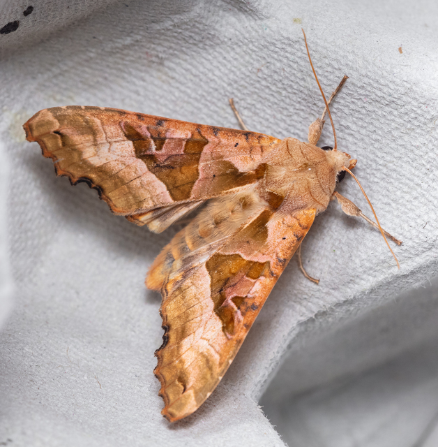 Phlogophora meticulosa - vándorló csipkésbagoly