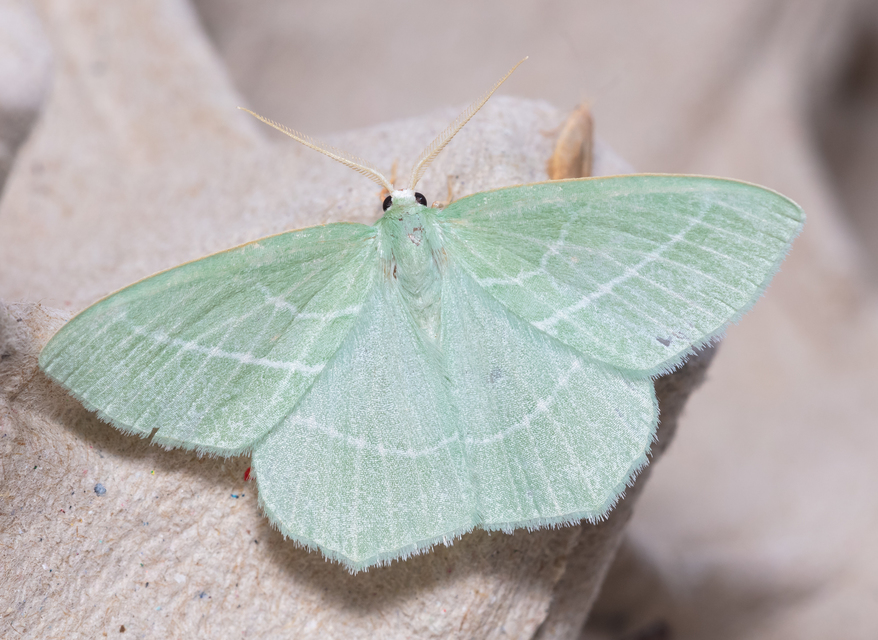Hemistola chrysoprasaria - kékes zöldaraszoló