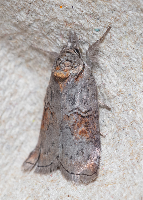 Nycteola asiatica - nyárfa-trapézbagoly