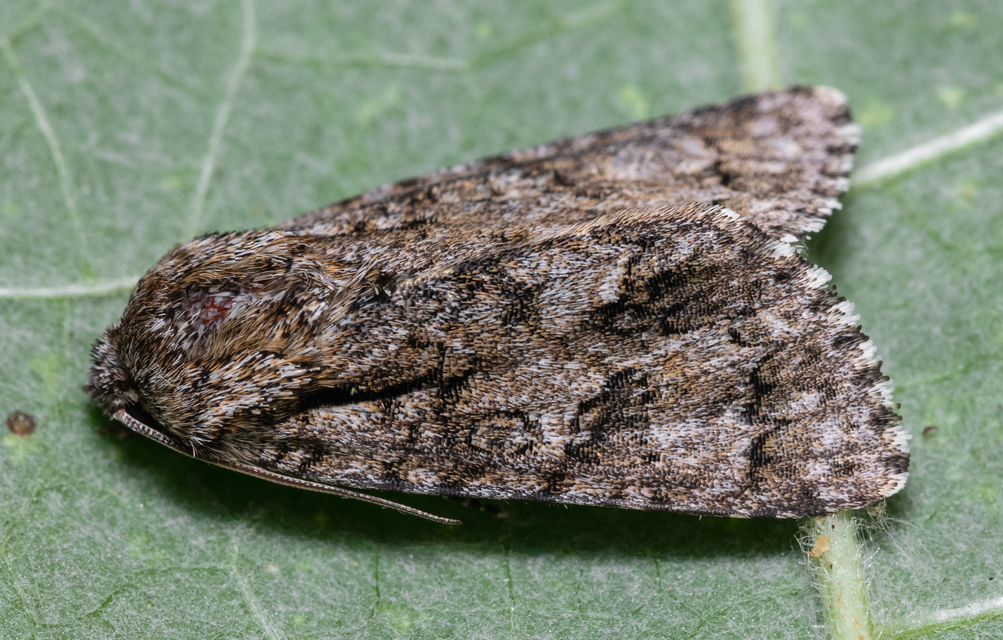 Acronicta auricoma - aranyos szigonyosbagoly