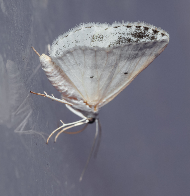 Lomographa temerata - foltos fehéraraszoló