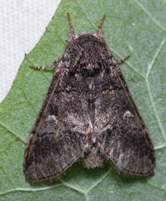 Drymonia querna - tölgyfa-púposszövő