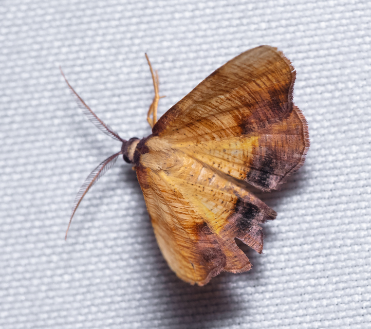 Plagodis dolabraria - baltaszárnyú araszoló