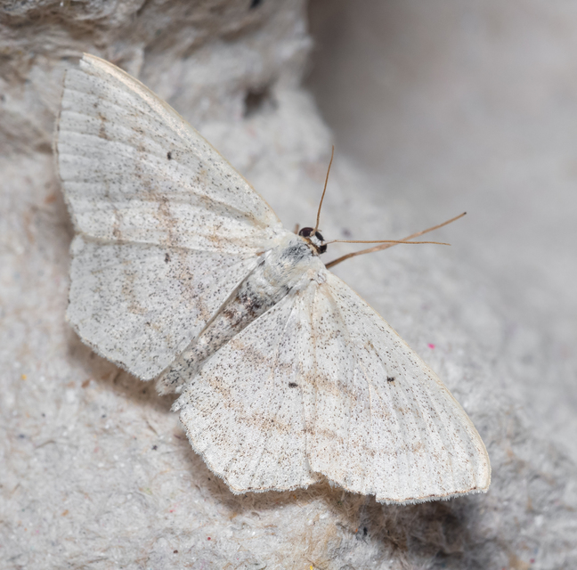 Scopula nigropunctata - feketepettyes araszoló
