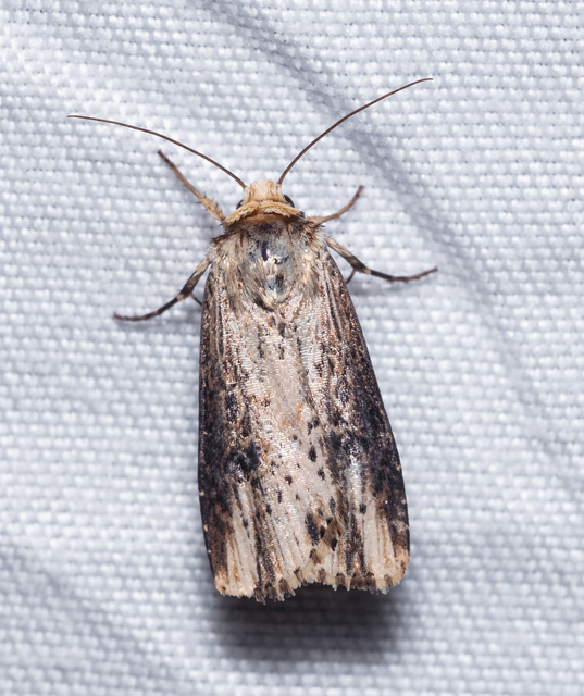 Axylia putris - vonalkás földibagoly