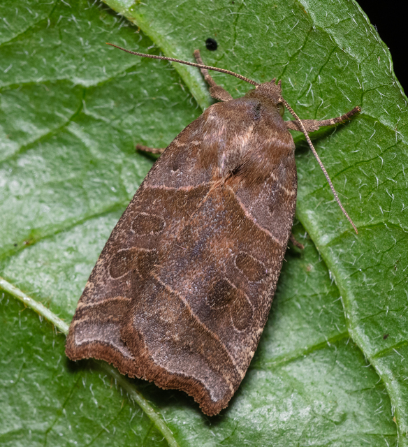 Ipimorpha retusa - sarlós fűzbagoly