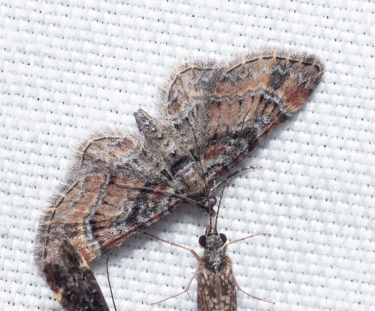 Gymnoscelis rufifasciata - vöröscsíkos törpearaszoló