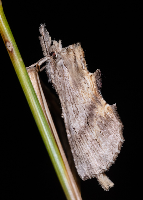 Pterostoma palpina - csőrös púposszövő