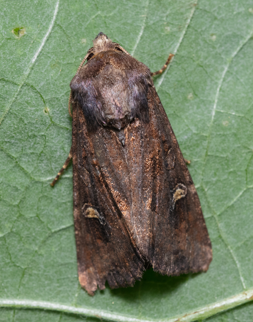 Helotropha leucostigma - mocsári nőszirombagoly