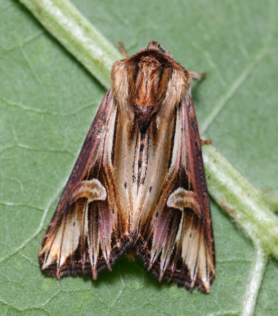Actinotia polyodon - nagy sugarasbagoly