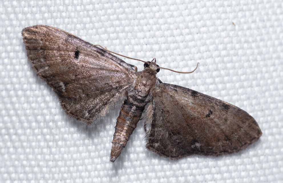 Eupithecia absinthiata - üröm-törpearaszoló