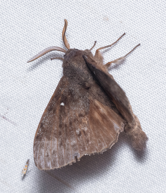 Dendrolimus pini - fenyőpohók