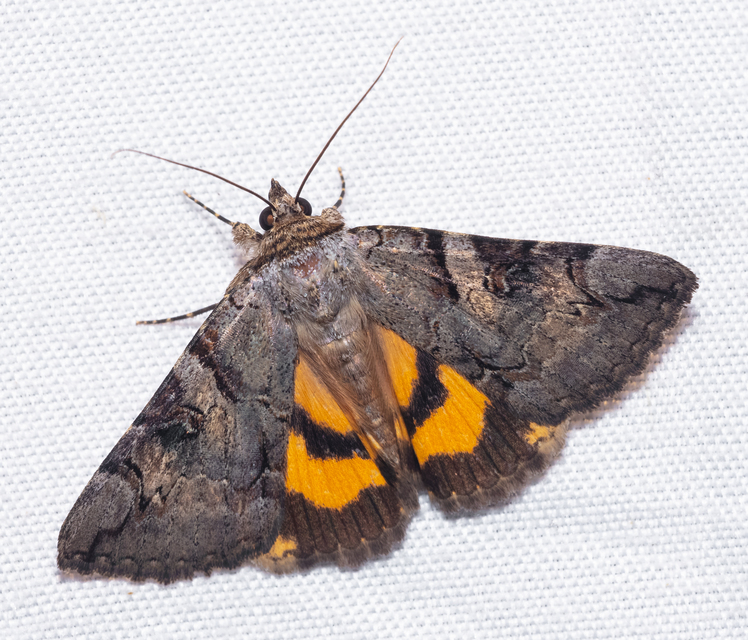Catocala hymenaea - kökény-övesbagoly
