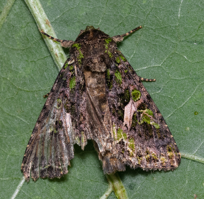 Trachea atriplicis - nyári zöldbagoly