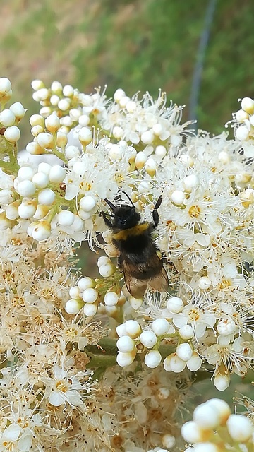 Bombus terrestris/lucorum