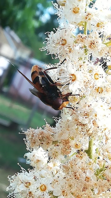 Volucella zonaria - kétöves pihelégy