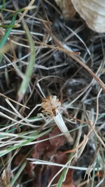 Aelia acuminata - közönséges szipolypoloska Aelia acuminata - közönséges szipolypoloska