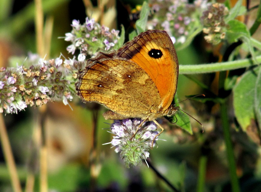 Pyronia tithonus - kis ökörszemlepke