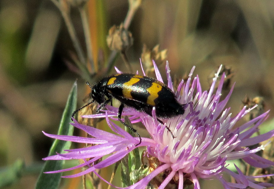 Mylabris variabilis - szalagos hólyaghúzó