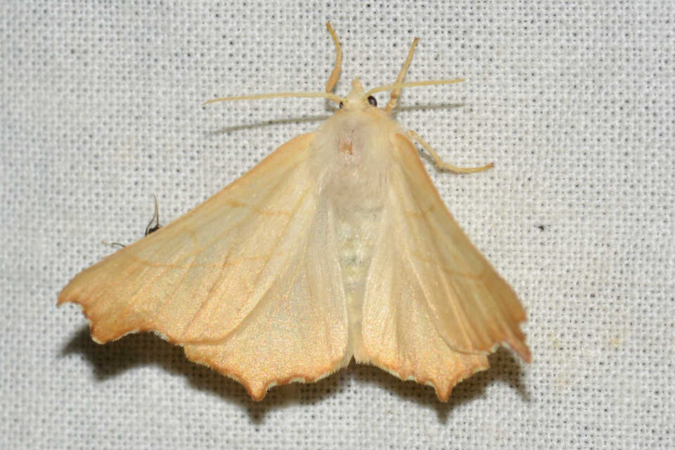 Ennomos fuscantaria - kőris-levélaraszoló